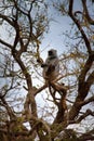 Langur feeds on the tree Royalty Free Stock Photo