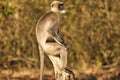 langur at the kabini forest area in deep thinking, wonderful portrait pic of the langur