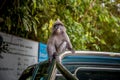 Langur Leaf Monkey on the car roof