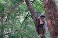 Langur or leaf monkey on tamarind tree