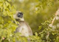 Langur monkey in all its intrigue at Nagarahole national park/forest.