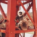 Langur monkey at bridge entrance in Rishikesh India