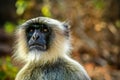 Langur monkey face