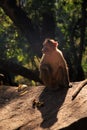 Langur Monkey, Goa, India Royalty Free Stock Photo