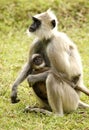 Langur monkey