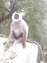 This langur monkey is from the mountains of Nainital.