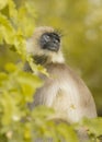 Langur monkey at Nagarahole national park/forest.