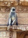 Langur monkey near the Victory Tower, Chittaurgarh Royalty Free Stock Photo