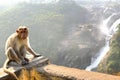 Monkey posing on Shimsa falls, India