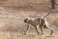 Langur monkey. Royalty Free Stock Photo