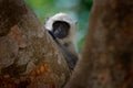 Langur monkey, Semnopithecus entellus, monkey sitting in tree, nature habitat, Sri Lanka. Feeding scene with langur. Wildlife of S