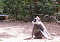 Langur Monkey at Monkeyland on Garden Route, South Africa