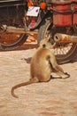 Hulman opice šnupanie na vyčerpať rúrka 