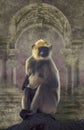 Langur monkey with temple background Royalty Free Stock Photo