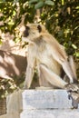 A langur monkey