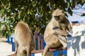 A langur monkey Royalty Free Stock Photo
