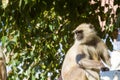 A langur monkey Royalty Free Stock Photo