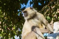 A langur monkey Royalty Free Stock Photo