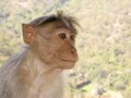 Langur Monkey in Wildlife Reserve, India