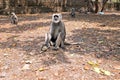 Langur monkeys in the forest near Ram Jhula in India