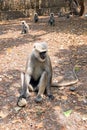 Langur monkeys getting food in the forest near Ram Jhula in India