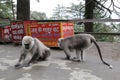 Langur monkeys near the Hanuman temple