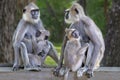 Langur monkeys in Sri Lanka