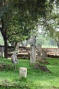 Langur Monkeys Sit Atop Stone Ruins