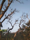 Langur on trees in Pilibhit Tiger Reserve