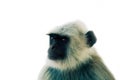 langur portrait close-up Royalty Free Stock Photo