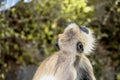 Gray langur monkey species in jungle Royalty Free Stock Photo