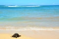 Turtle Laniakea Beach Hawaii Royalty Free Stock Photo