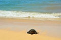 Turtle Laniakea Beach Hawaii