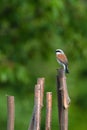 Lanius collurio aka Red-backed Shrike is sitting on the branch.