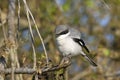 Lanius ludovicianus, loggerhead shrike