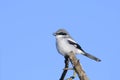 Lanius ludovicianus, loggerhead shrike