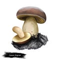 Lanmaoa fragrans mushroom closeup digital art illustration. Fungi has white body and brownish convex cap has velvet texture.