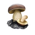 Lanmaoa fragrans mushroom closeup digital art illustration. Fungi has white body and brownish convex cap has velvet texture.