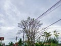 Lannea coromandelica a horse tree