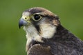 Lanner falcon