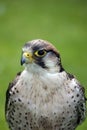 Lanner Falcon