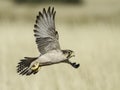 Lanner Falcon