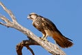 Lanner falcon