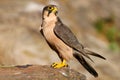 Lanner falcon