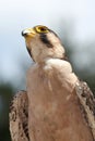 Lanner Falcon Bird of Prey Royalty Free Stock Photo