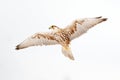 Lanner Falcon, bird of prey with snowflakes in cold winter, snow in the forest, animal in the nature habitat, France. Bird fly,