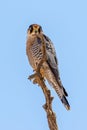 Lanner Falcon on blue background