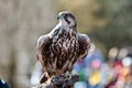 The lanner falcon, Falco biarmicus in a german nature park Royalty Free Stock Photo