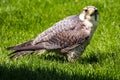 The lanner falcon, Falco biarmicus in a german nature park Royalty Free Stock Photo