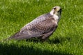 The lanner falcon, Falco biarmicus in a german nature park Royalty Free Stock Photo